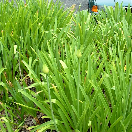 Weed quiz teaser image