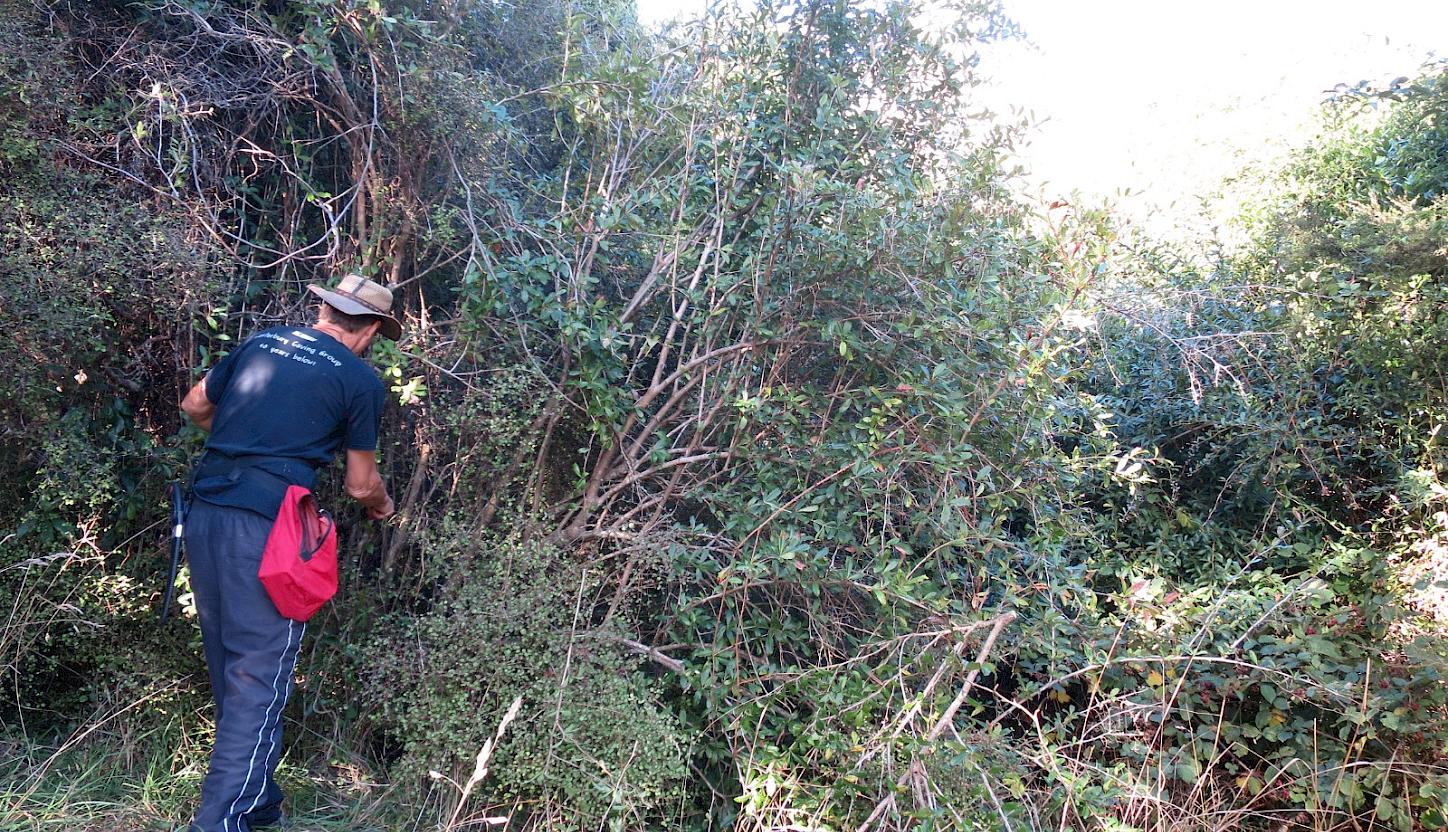 Barberry working bee