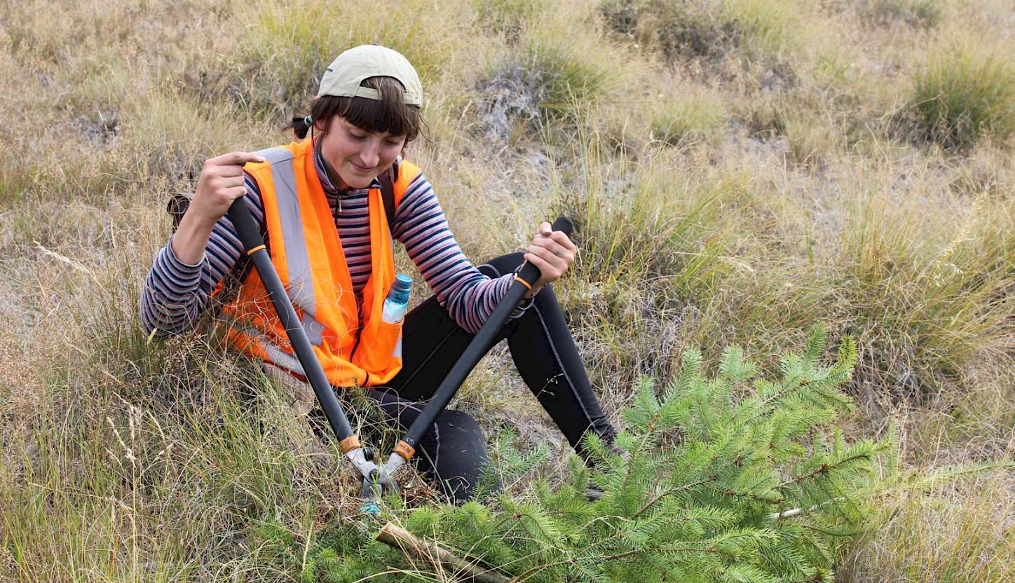 Wilding conifers control