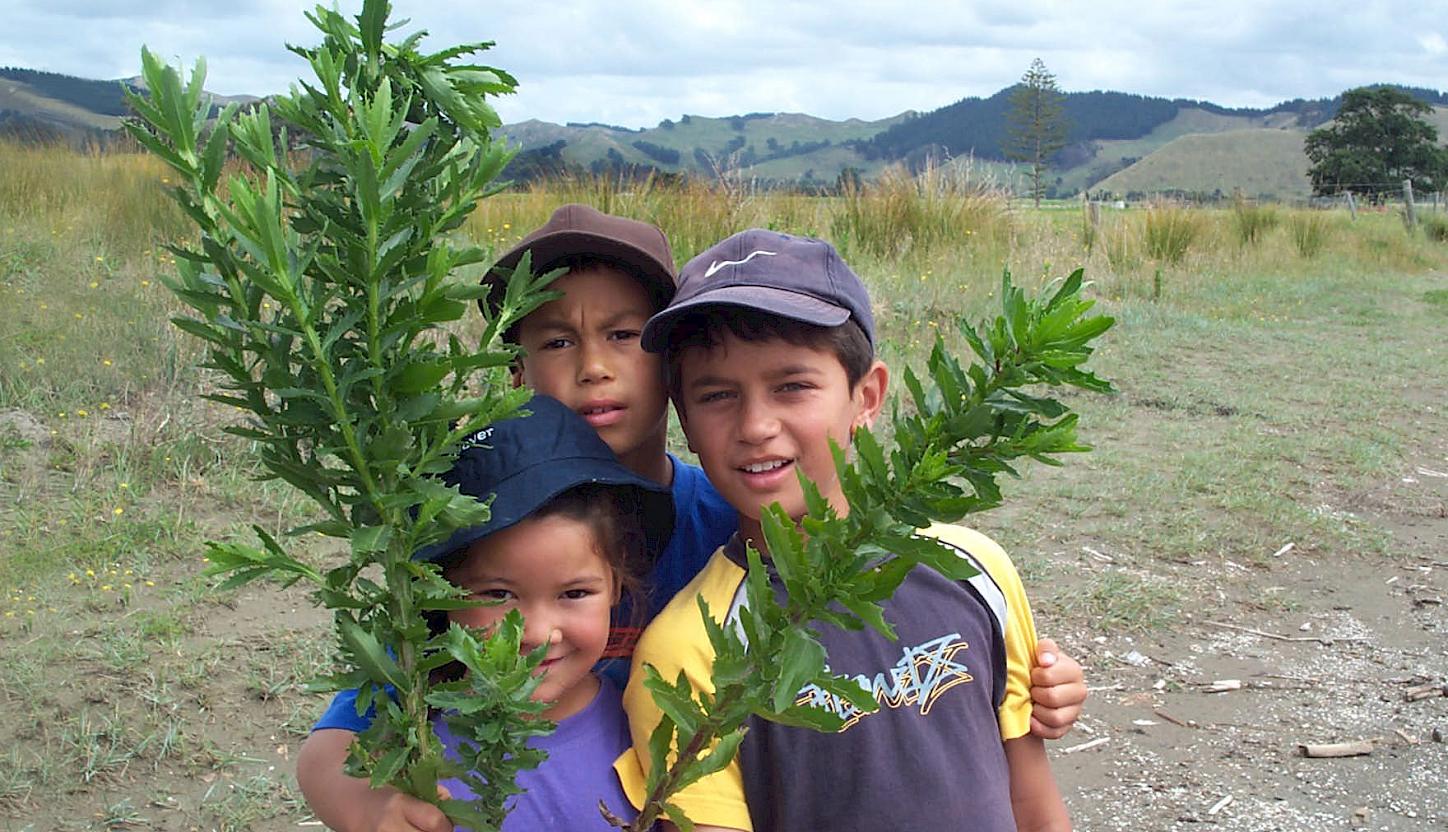 Pulling pink ragwort