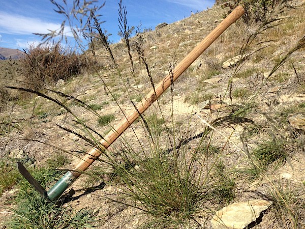 Using a specific tool called a grubber can help remove the roots especially for tussock-like species