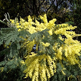 Silver wattle