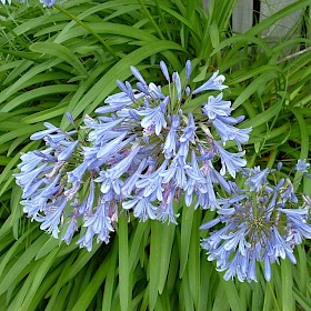 Agapanthus