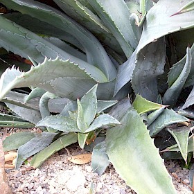 Century plant