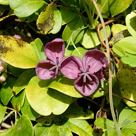 Chocolate vine or akebia