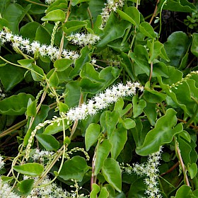 Mignonette vine