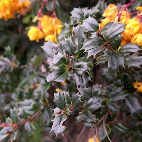 Darwin’s barberry