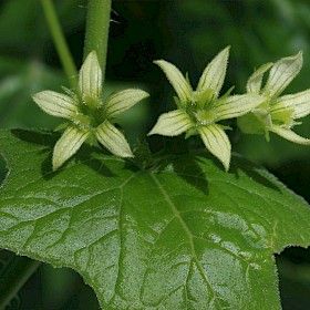 White bryony