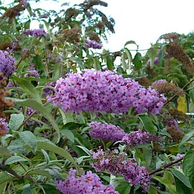 Buddleia