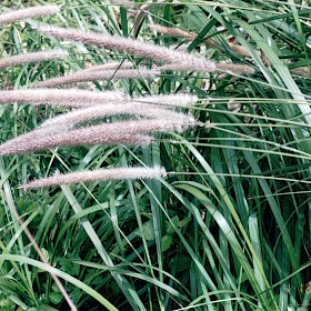 African feather grass