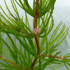 Hornwort