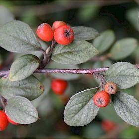 Cotoneaster