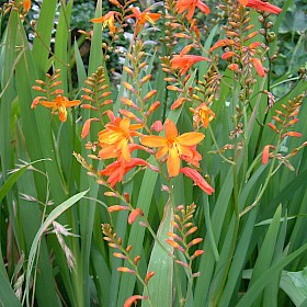 Montbretia