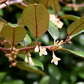 Elaeagnus