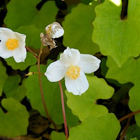 Snow poppy