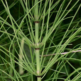 Field horsetail