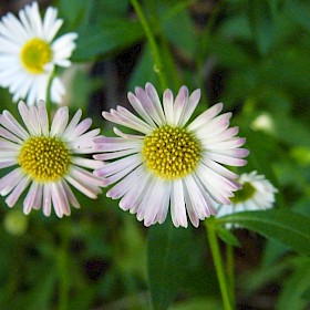 Mexican daisy