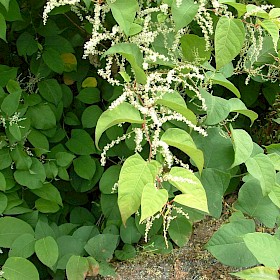 Asiatic knotweed