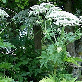 Giant hogweed