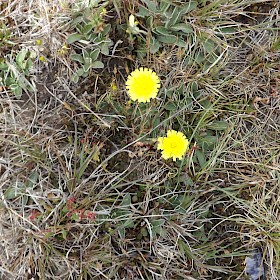 Hawkweed