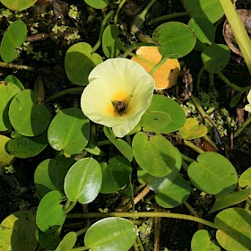 Water poppy