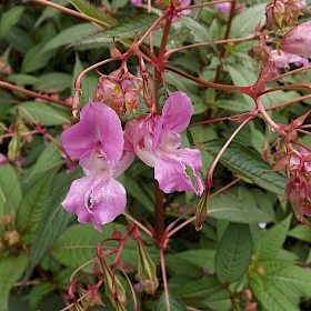 Himalayan balsam