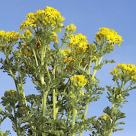 Ragwort