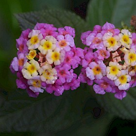 Lantana