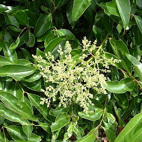 Tree privet