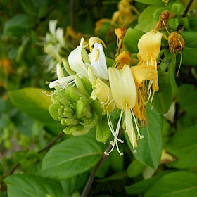 Japanese honeysuckle