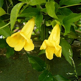 Cat’s claw creeper