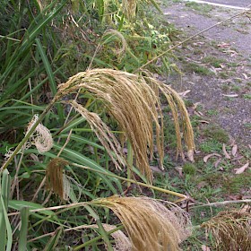 Himalayan fairy grass