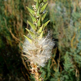 False tamarisk