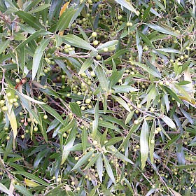 African olive