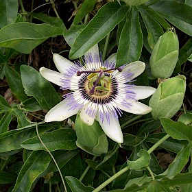 Blue passion flower