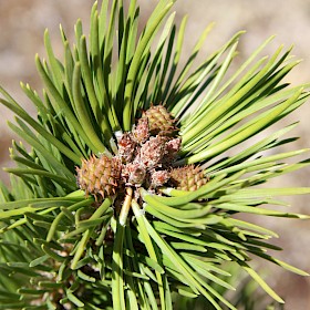 Contorta pine