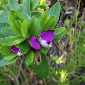 Sweet pea shrub