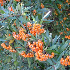 Orange firethorn