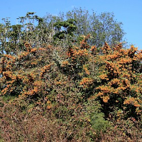 Orange firethorn