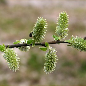 Grey willow