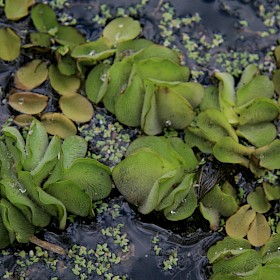 Salvinia