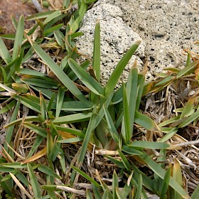 Buffalo grass