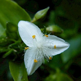 Tradescantia