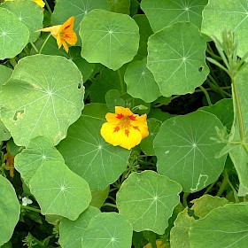 Nasturtium