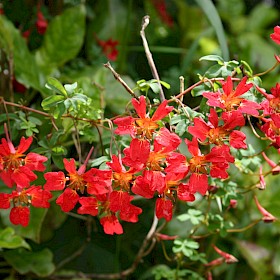 Chilean flame creeper