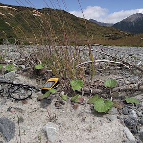 Coltsfoot