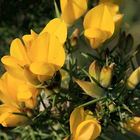 Gorse