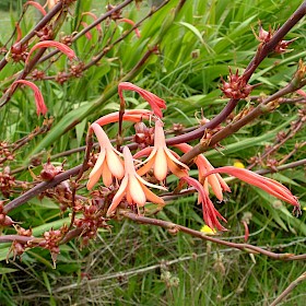 Watsonia