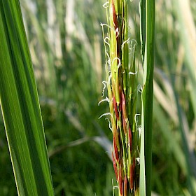 Manchurian rice grass