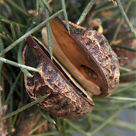 Downy hakea